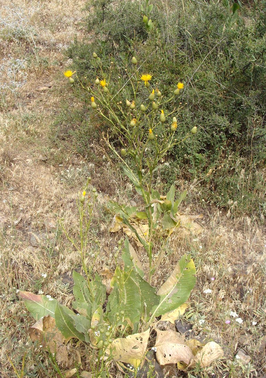 Изображение особи Centaurea behen.