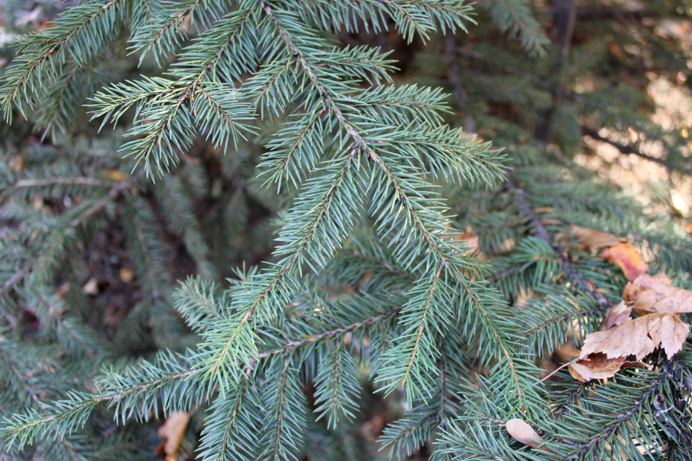 Изображение особи Picea retroflexa.