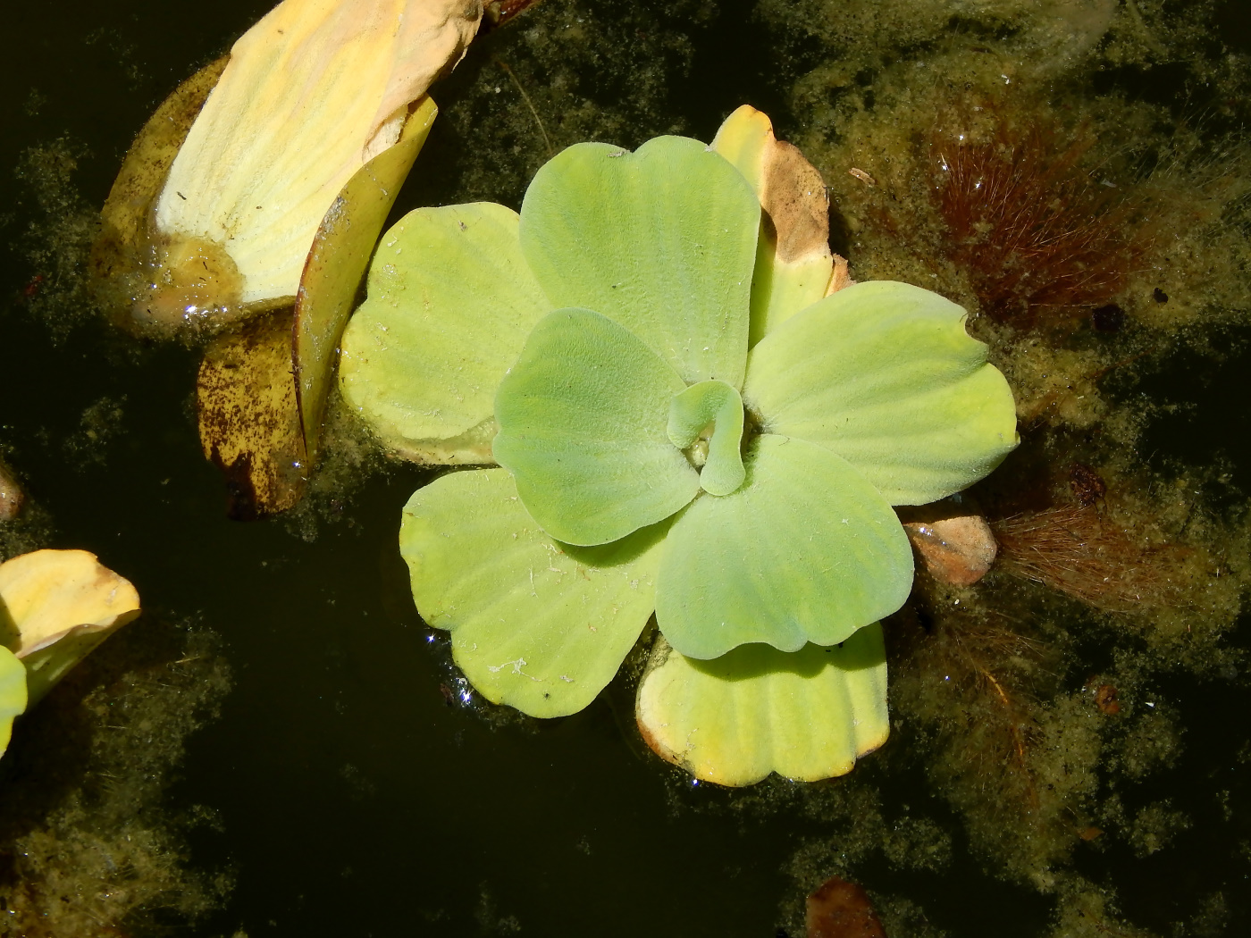 Изображение особи Pistia stratiotes.