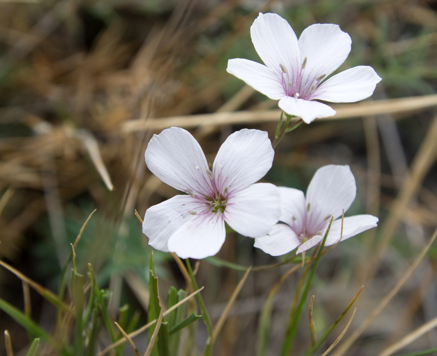 Image of Linum tenuifolium specimen.