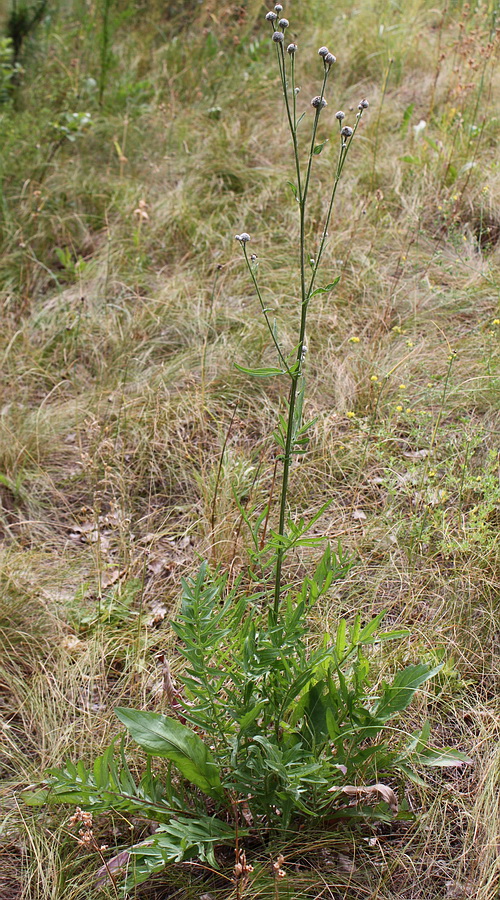 Image of Centaurea scabiosa specimen.