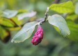 Magnolia sieboldii. Плод. Санкт-Петербург, Ботанический сад БИН РАН, дендрарий. 10.09.2020.