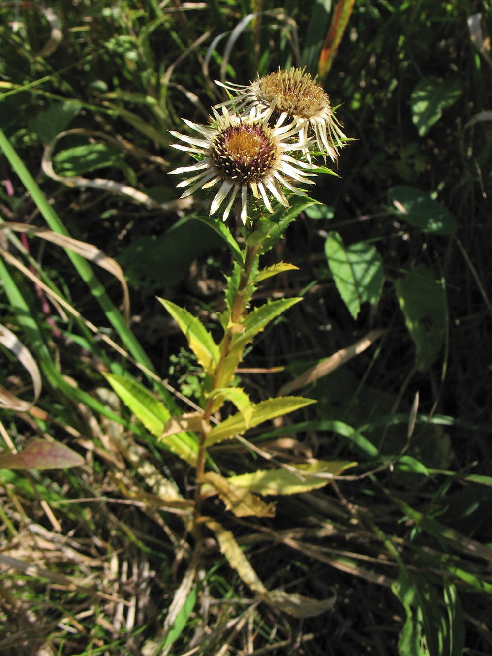 Изображение особи Carlina intermedia.