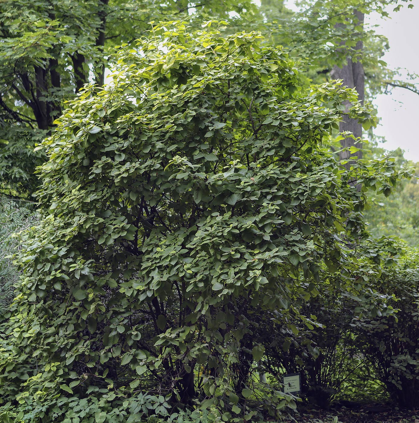 Image of Viburnum lantana specimen.