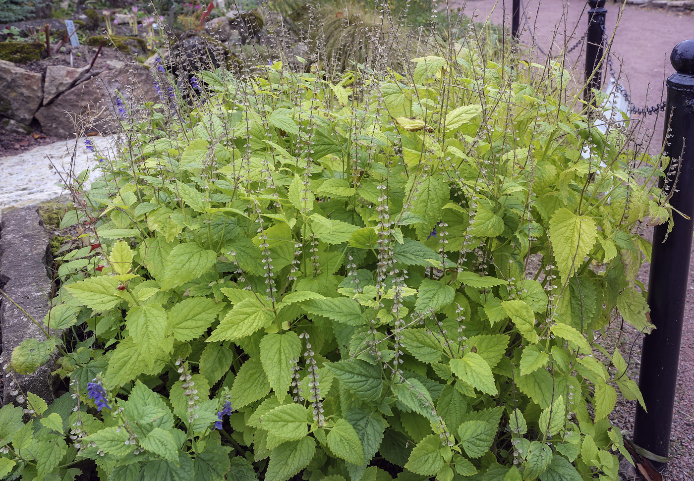 Image of Scutellaria altissima specimen.