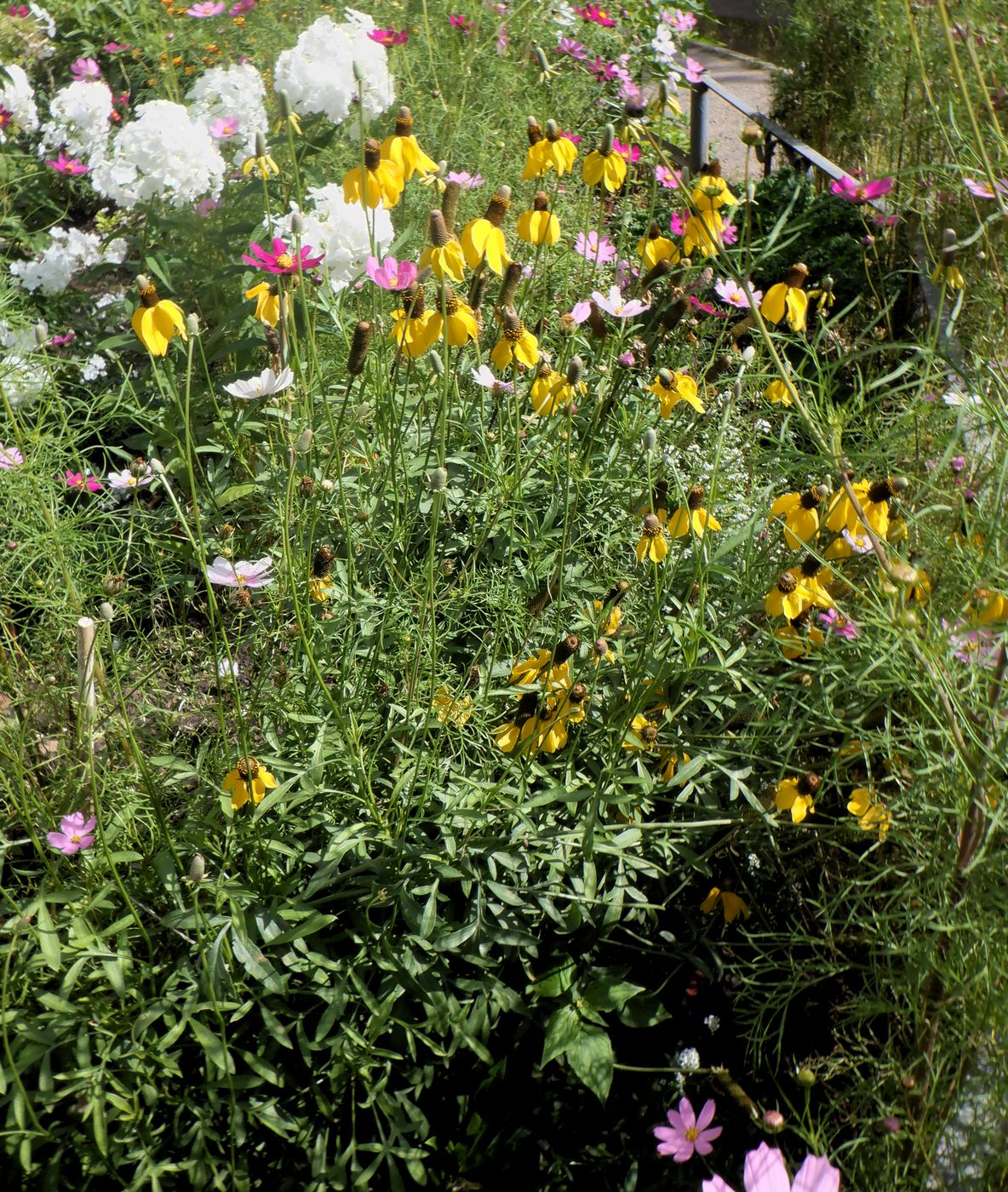 Изображение особи Rudbeckia columnifera.