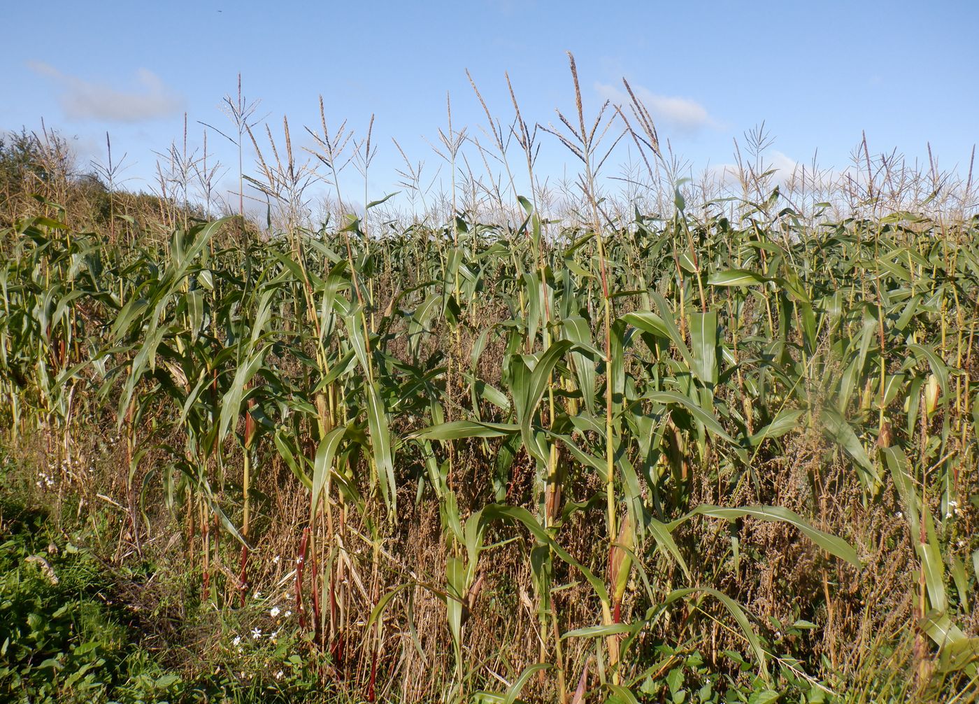 Изображение особи Zea mays.