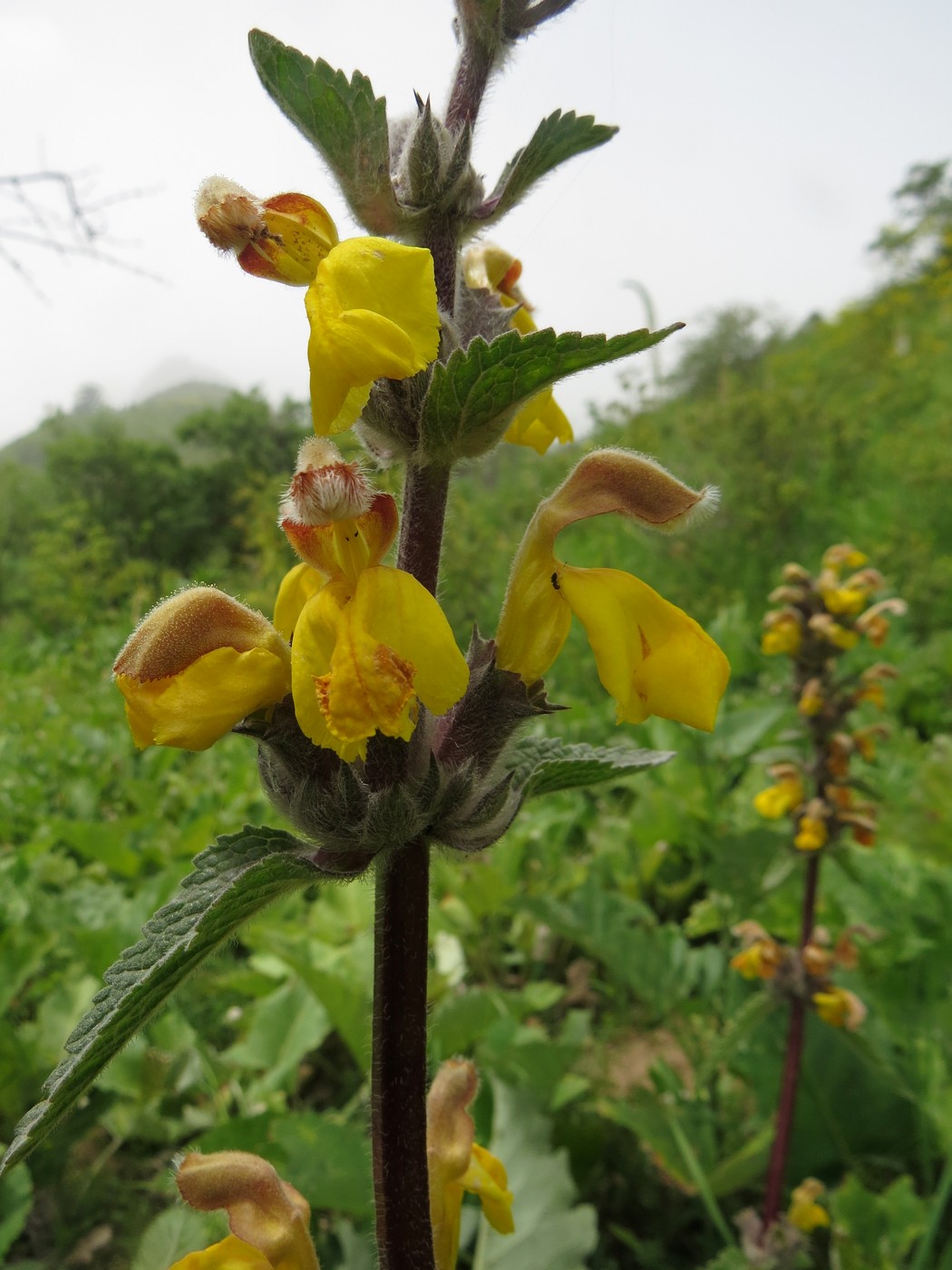 Image of Phlomoides sarawschanica specimen.