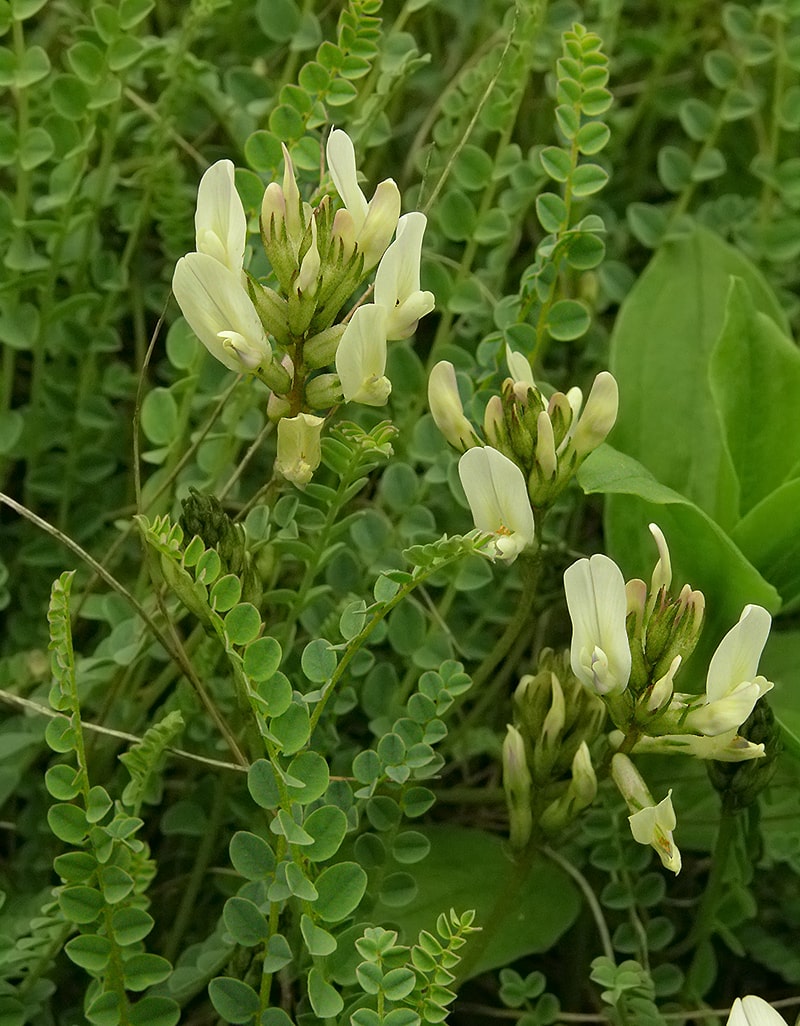 Image of Astragalus sanguinolentus specimen.