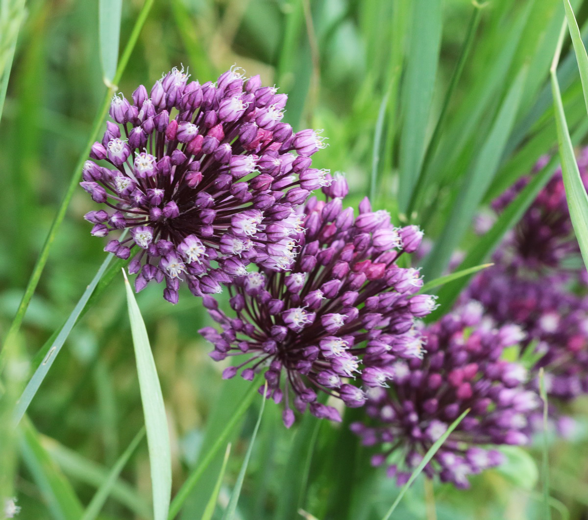 Image of Allium rotundum specimen.