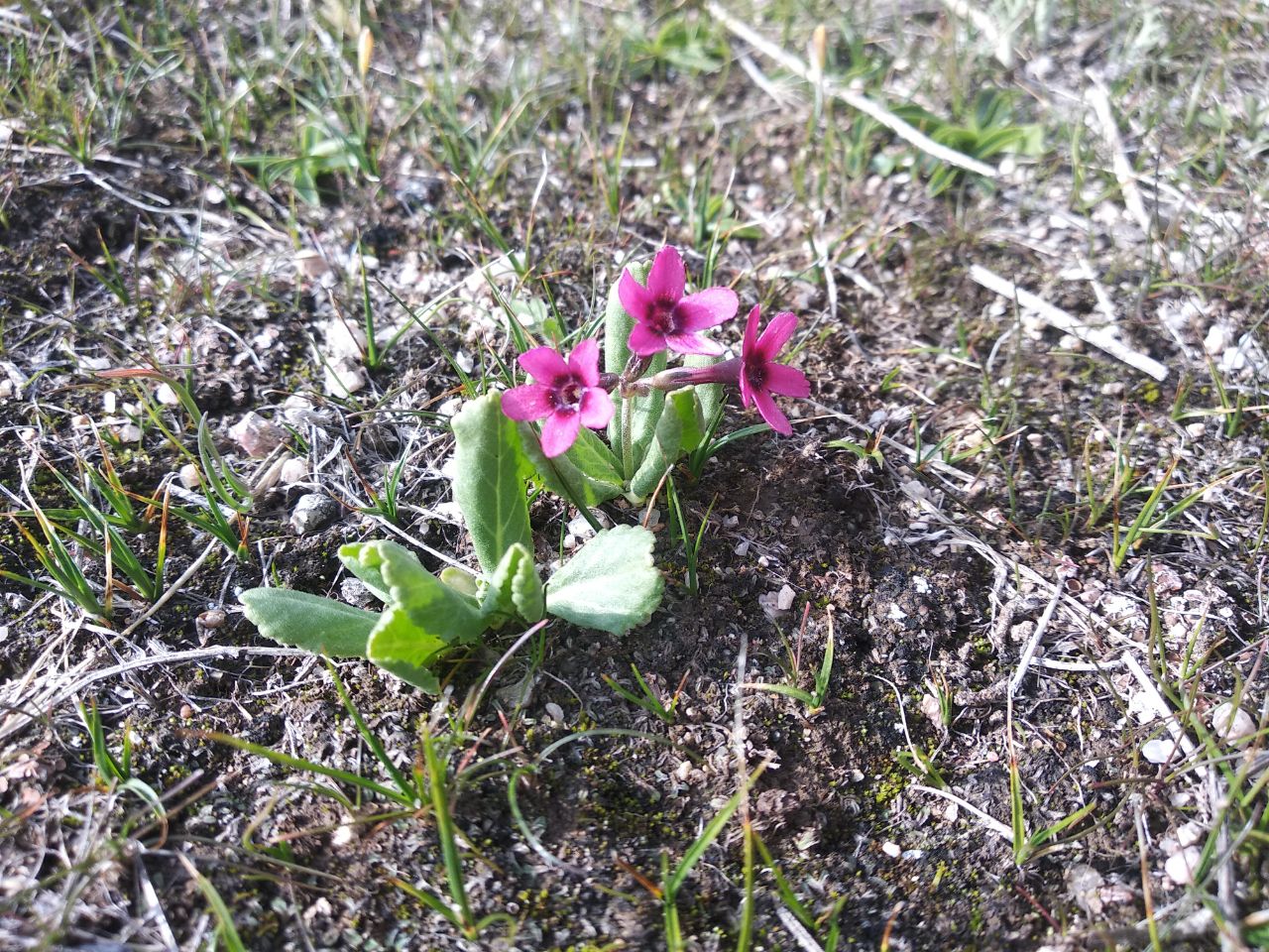 Image of Primula fedtschenkoi specimen.