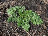 Anthriscus sylvestris