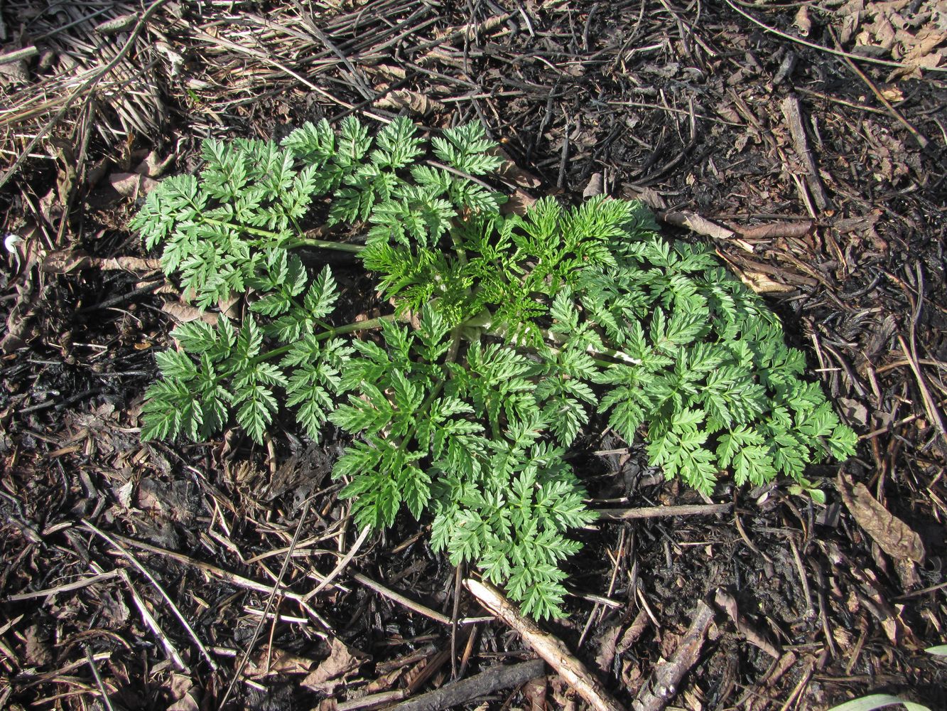 Изображение особи Anthriscus sylvestris.