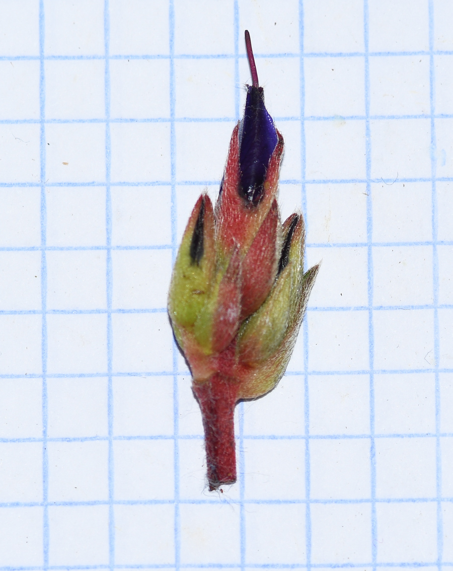 Image of Brachyotum quinquenerve specimen.