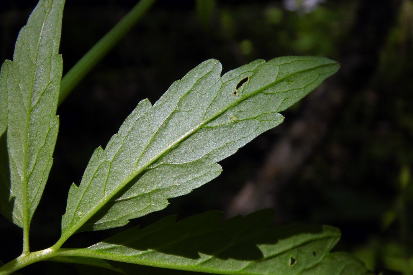 Изображение особи Cardamine bulbifera.