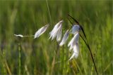 Eriophorum angustifolium