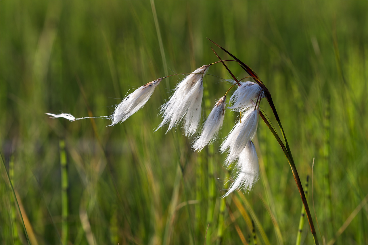 Image of Eriophorum angustifolium specimen.