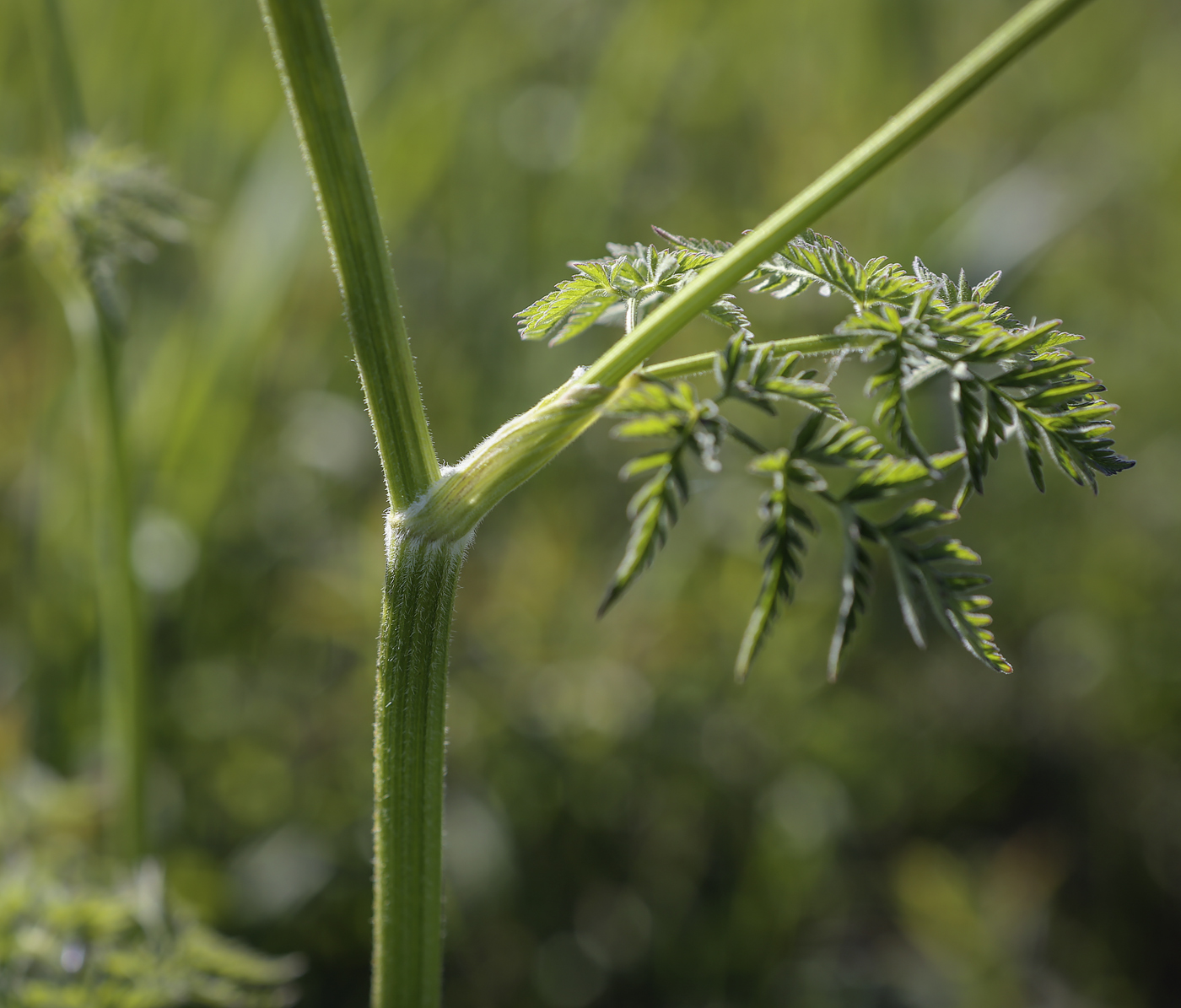 Изображение особи Anthriscus sylvestris.