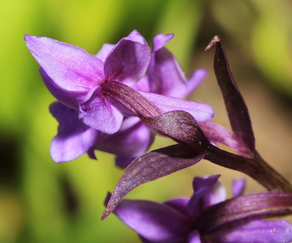 Изображение особи Ponerorchis chusua.