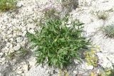 genus Phlomis