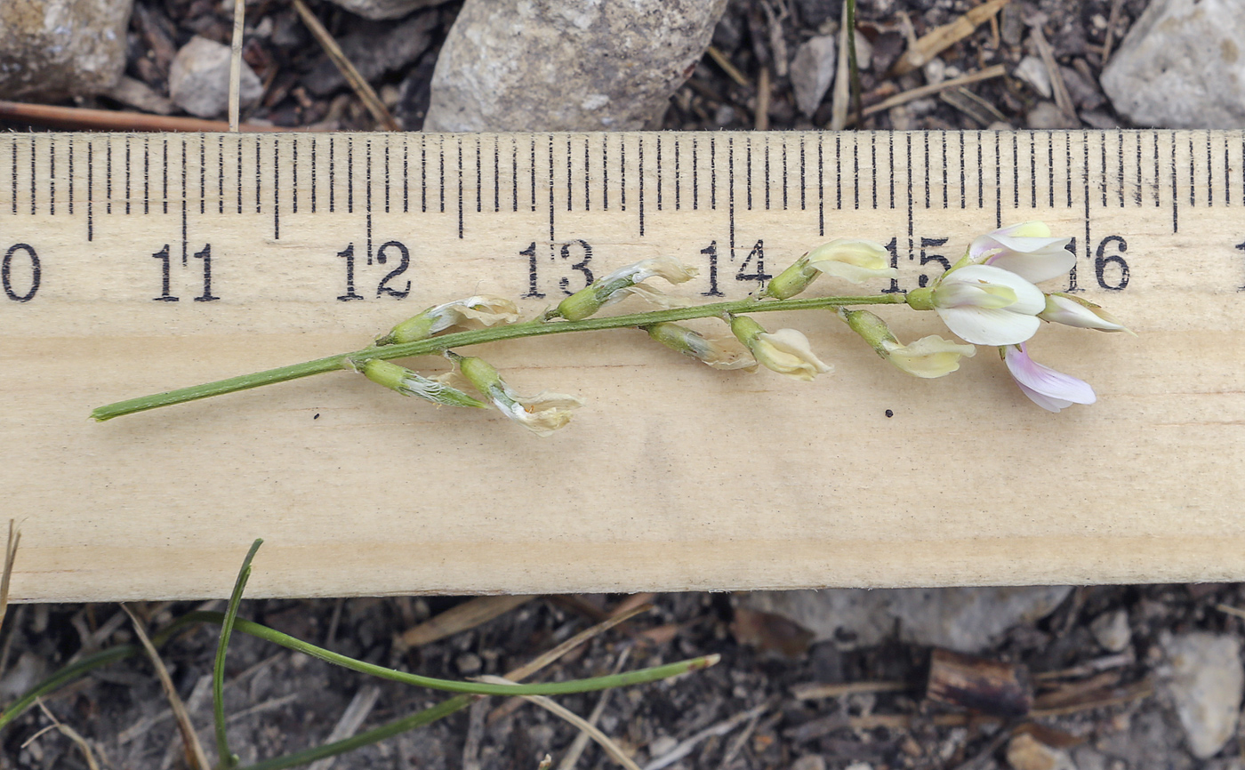 Image of Astragalus sulcatus specimen.