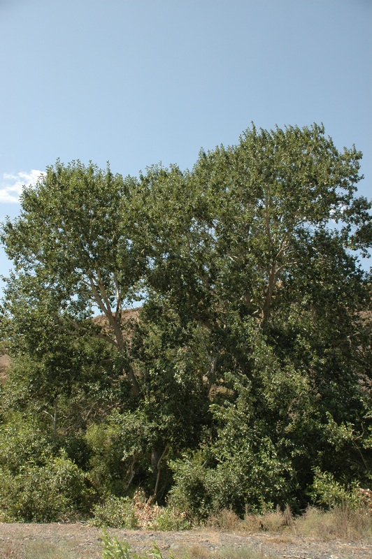 Изображение особи Populus talassica.