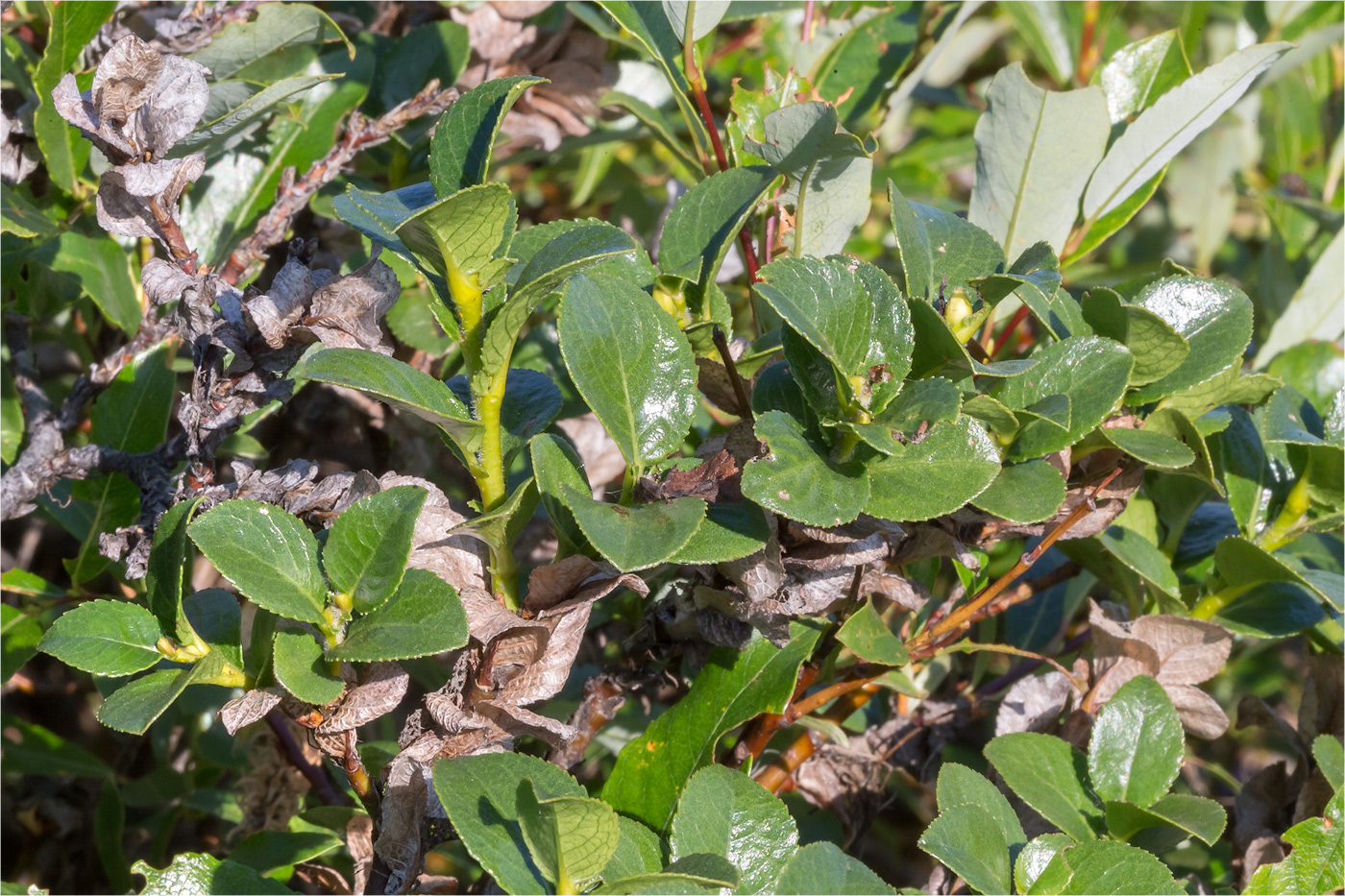 Image of Salix myrsinites specimen.