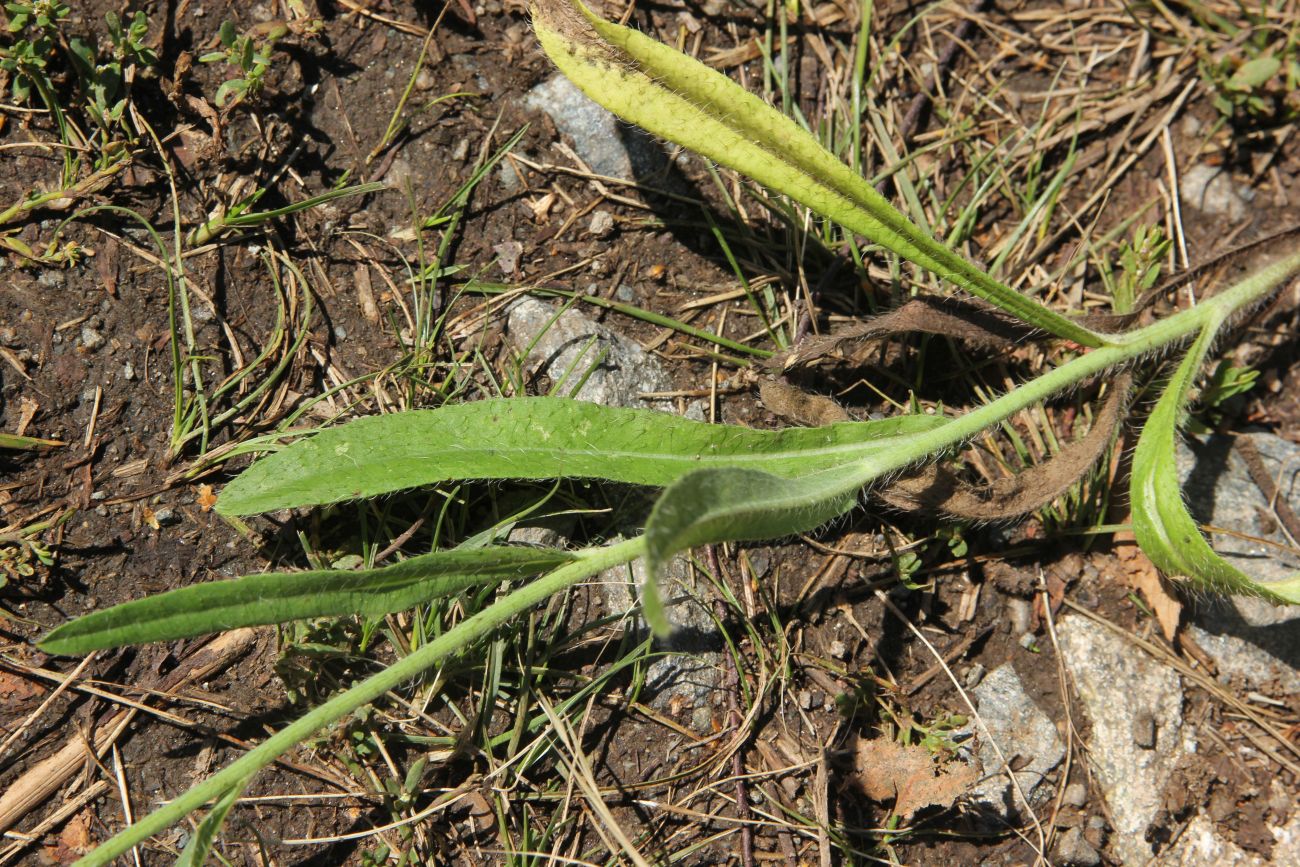 Image of genus Pilosella specimen.