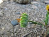 Calendula persica