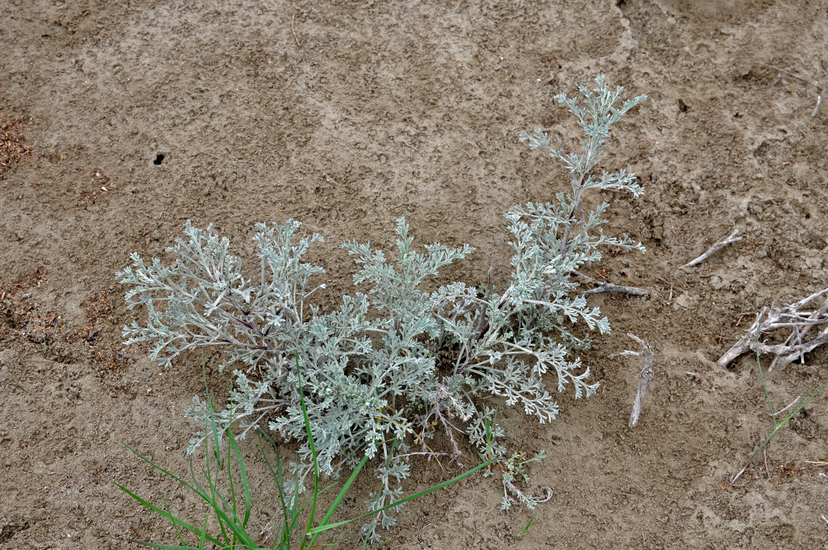 Image of genus Artemisia specimen.