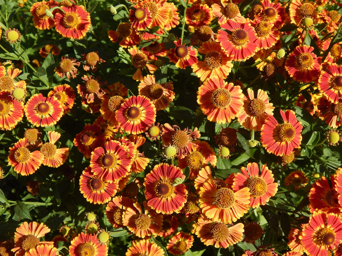 Image of Helenium autumnale specimen.