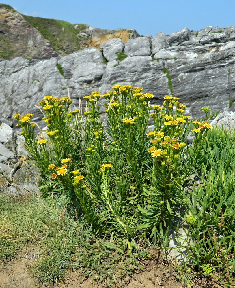 Изображение особи Limbarda crithmoides.