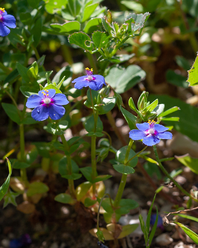 Изображение особи Anagallis arvensis.