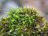 genus Orthotrichum. Спороносящие и вегетирующие растения на старой деревянной обшивке контейнера для цветов. Тульская обл., пос. Дубна, дачный участок. 30.11.2021.