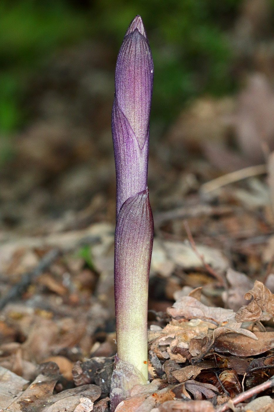 Image of Limodorum abortivum specimen.