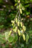 Betula pendula
