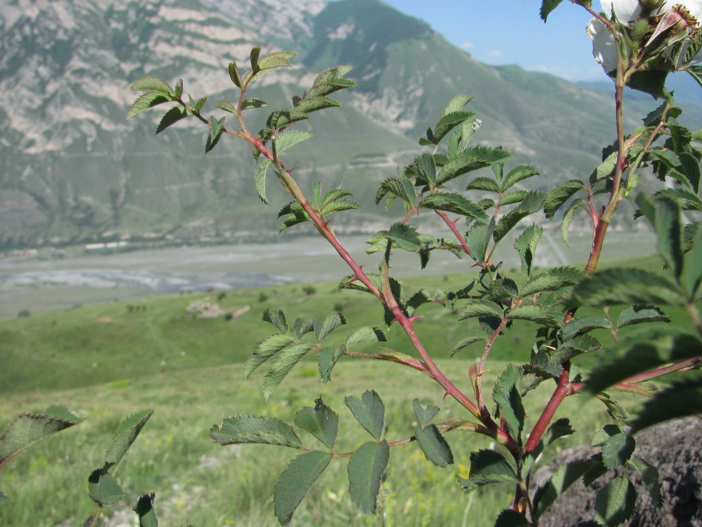 Image of Rosa biebersteiniana specimen.