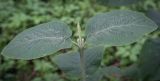 Viburnum lantana