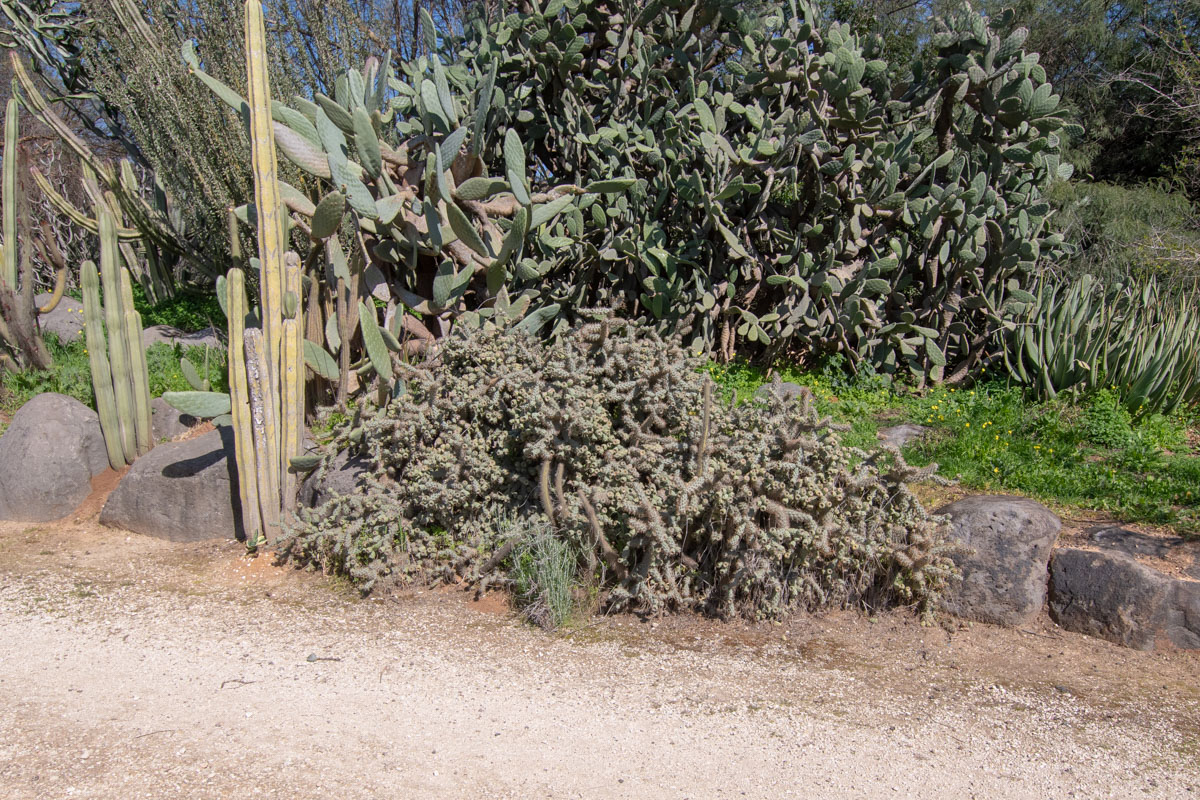 Изображение особи Cylindropuntia cholla.