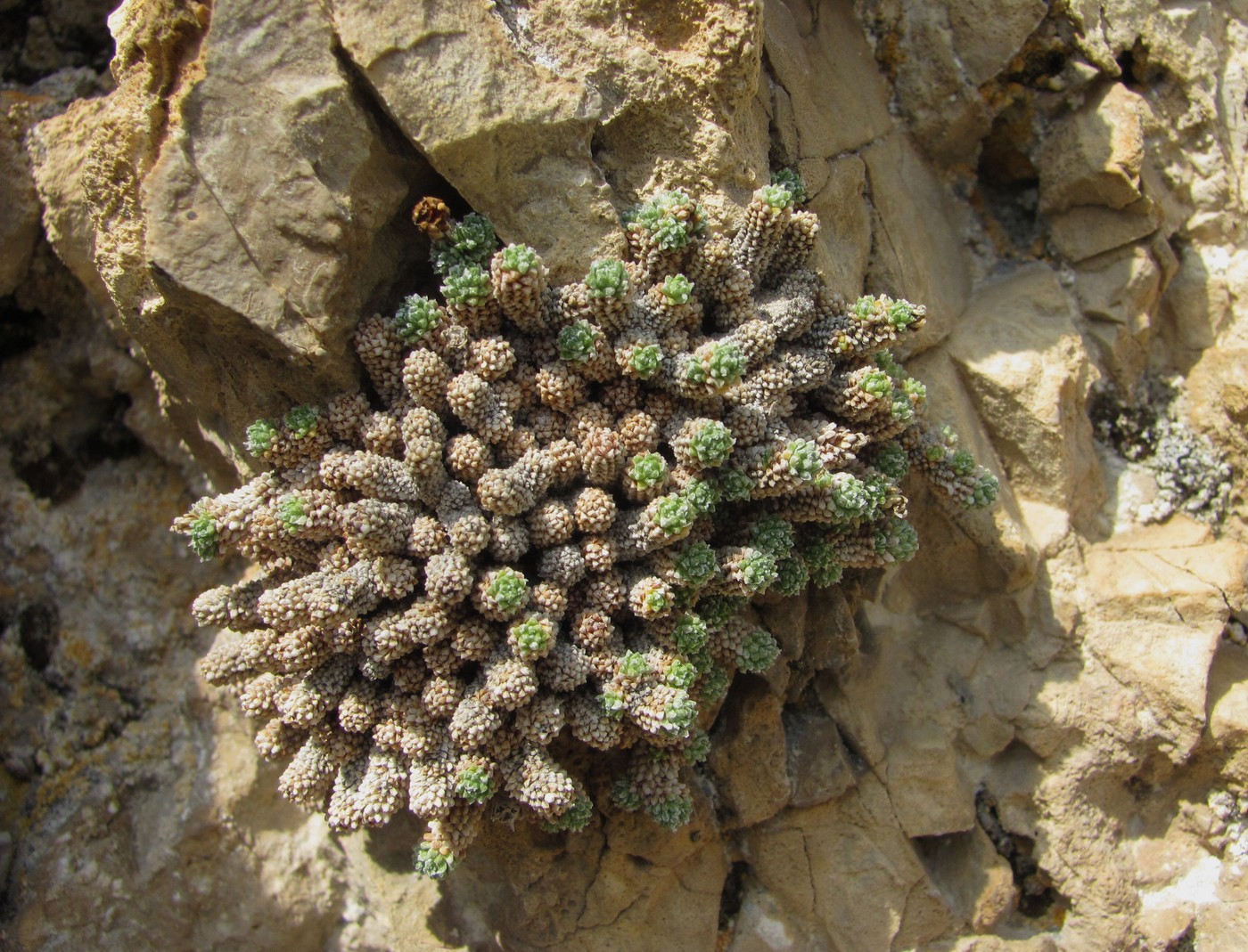 Image of Saxifraga columnaris specimen.