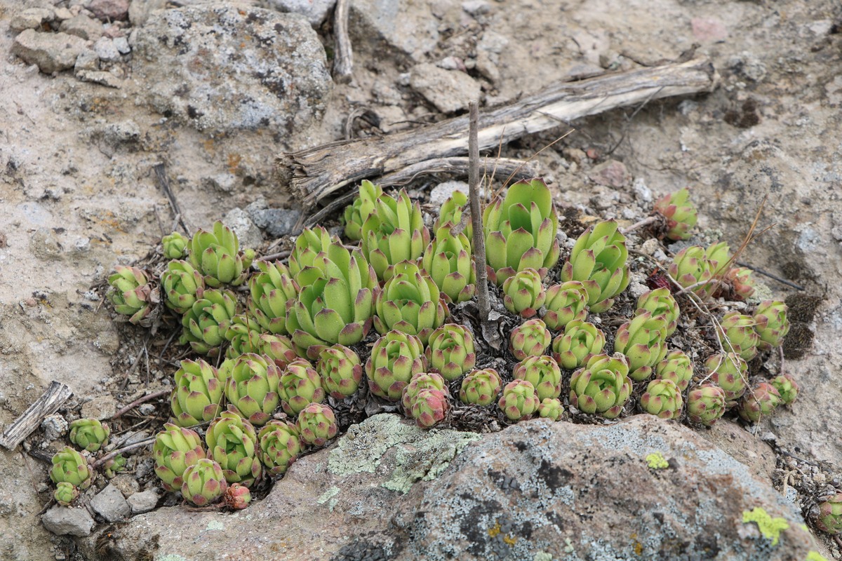 Изображение особи Sempervivum caucasicum.