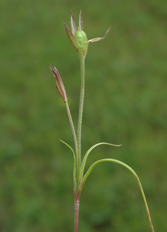Image of Gagea sarmentosa specimen.