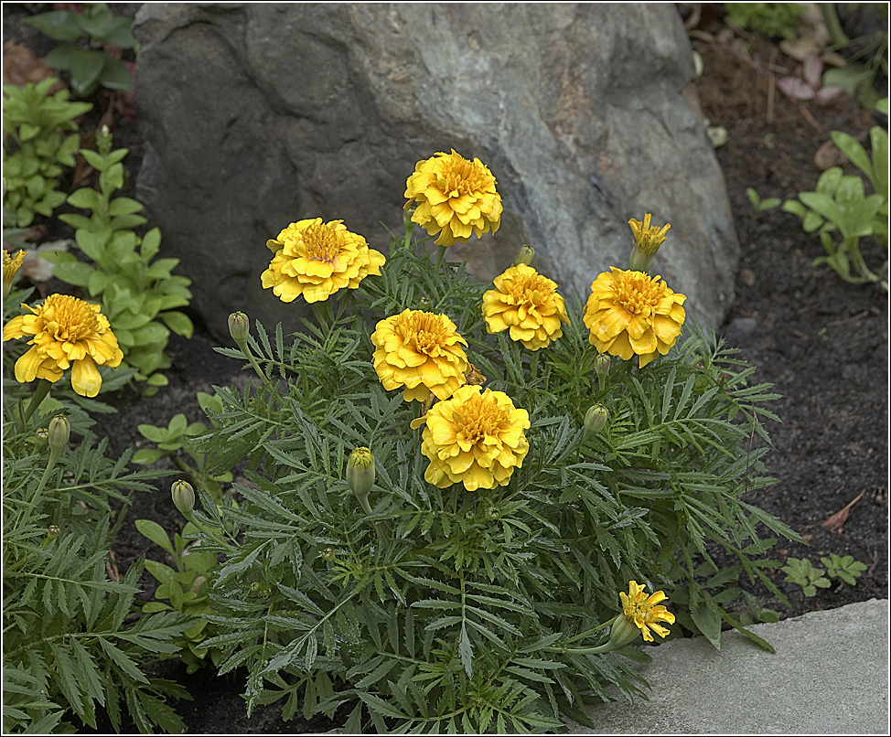 Image of Tagetes patula specimen.