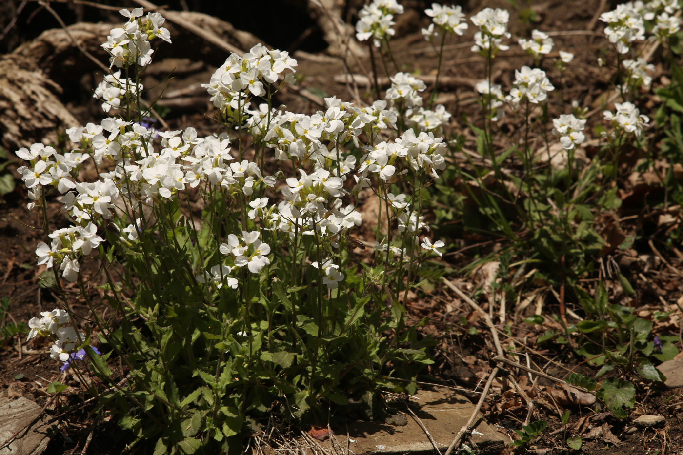 Изображение особи Arabis caucasica.