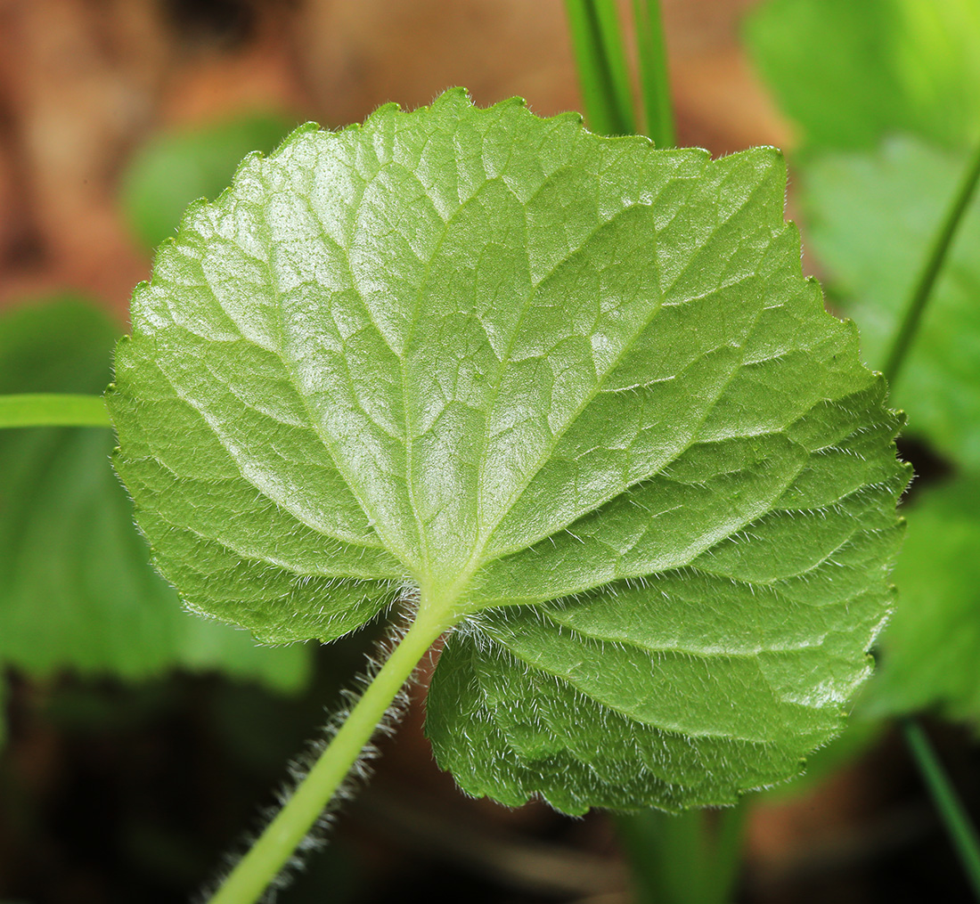 Image of Viola muehldorfii specimen.