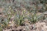 Neotorularia torulosa. Цветущие и плодоносящие растения. Восточный Крым, окр. пос. Солнечная Долина, полынная степь. 09.05.2022.