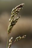Hierochloe odorata