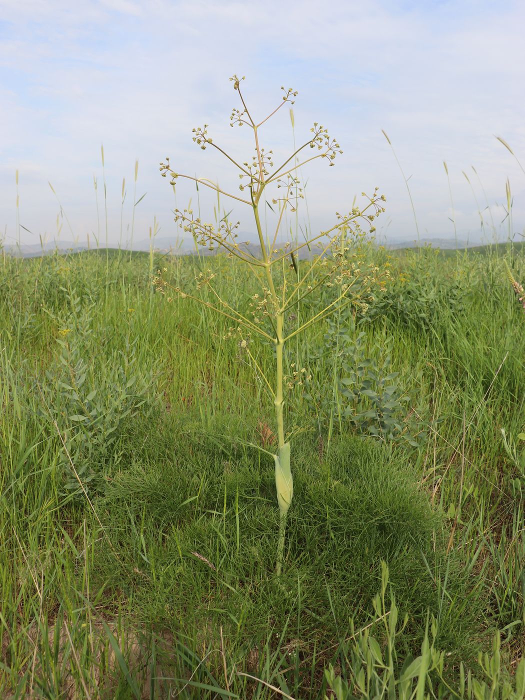 Image of Ferula karatavica specimen.