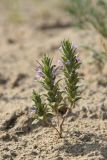 Ziziphora tenuior. Цветущее растение. Узбекистан, Бухарская обл., окр. оз. Тудакуль, закреплённые пески. 4 мая 2022 г.