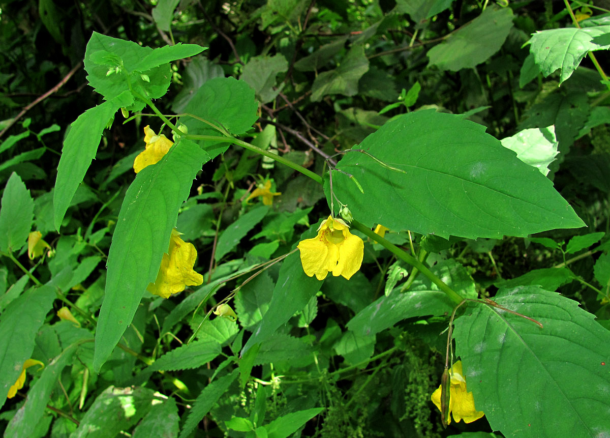 Изображение особи Impatiens noli-tangere.